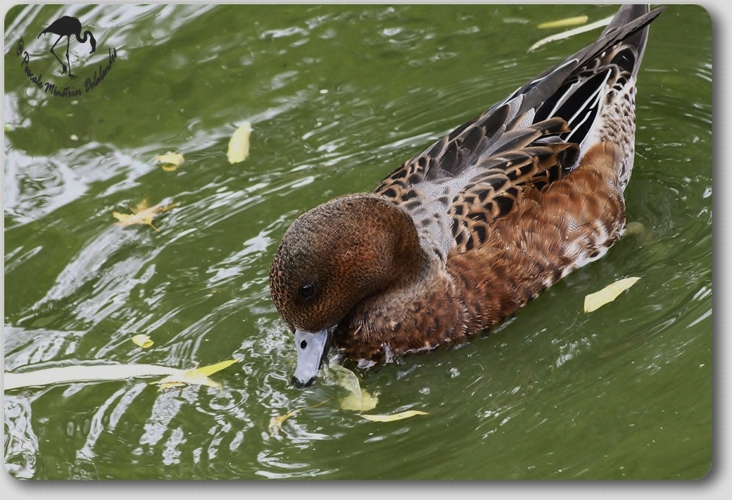 Canard siffleur mâle en plumage d'éclipse...