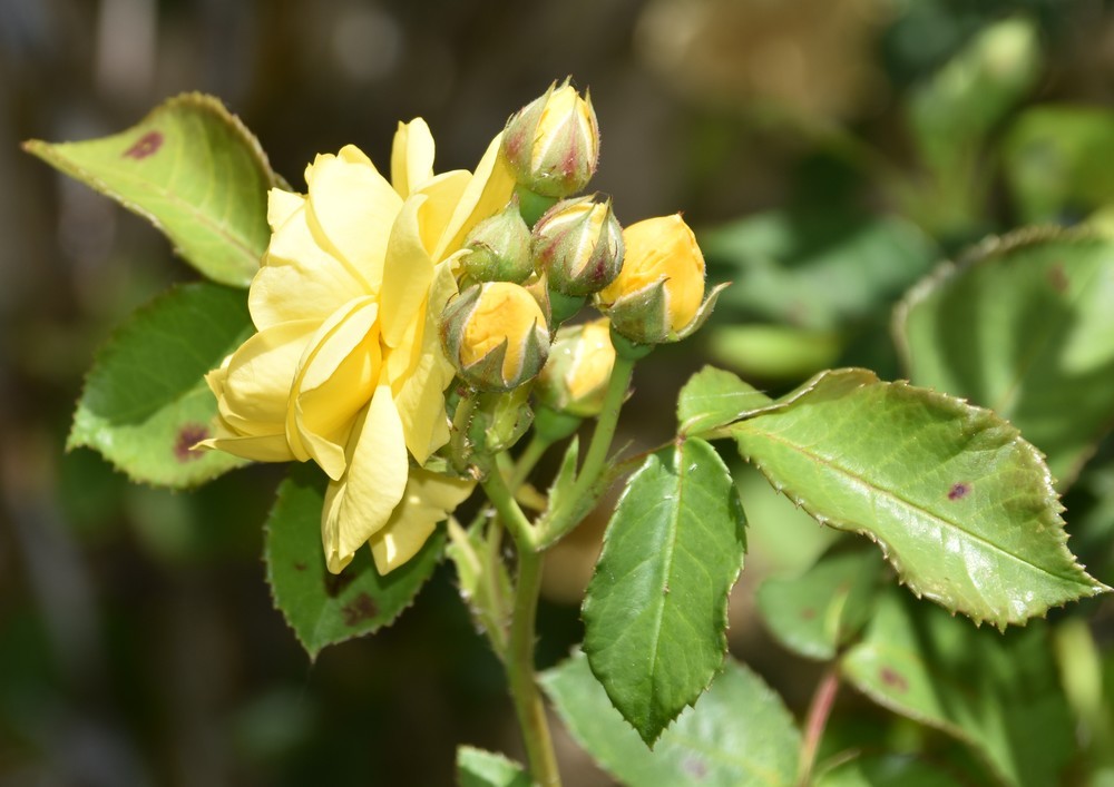 Les fleurs du jardin - juin 2019...