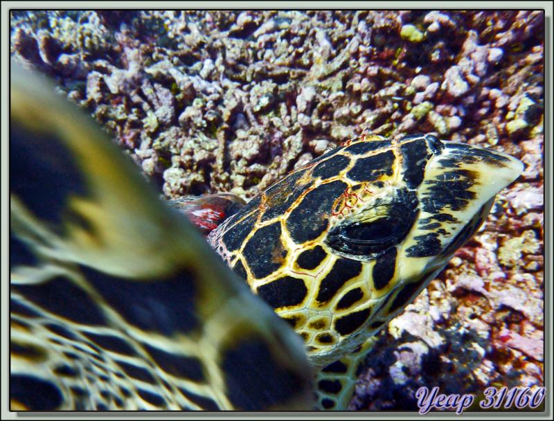 Tortue imbriquée (Eretmochelys imbricata) - Récif Tiputa - Rangiroa - Tuamotu - Polynésie française