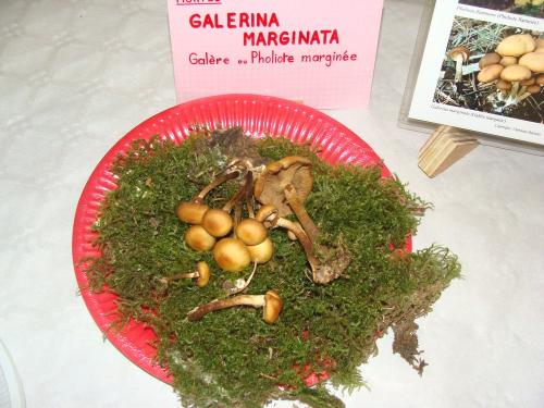 L'exposition mycologique à Châtillon sur Seine