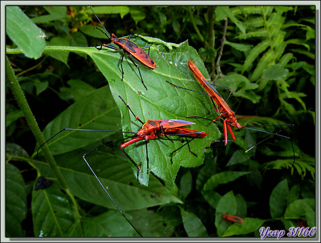 Blog de images-du-pays-des-ours : Images du Pays des Ours (et d'ailleurs ...), Punaise rouge "red cotton(silk) bug" (Dysdercus koenigii) - Parc National de Chitwan - Teraï - Népal