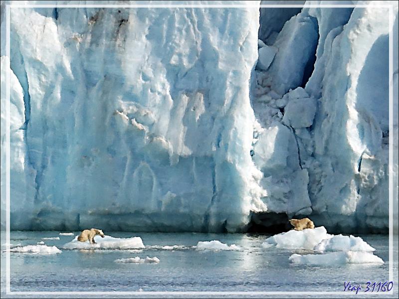 Retour vers l'ourse et son gros ourson - Croker Bay - Devon Island - Nunavut - Canada