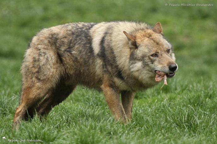Loup gris - Canis lupus Linnaeus 1758