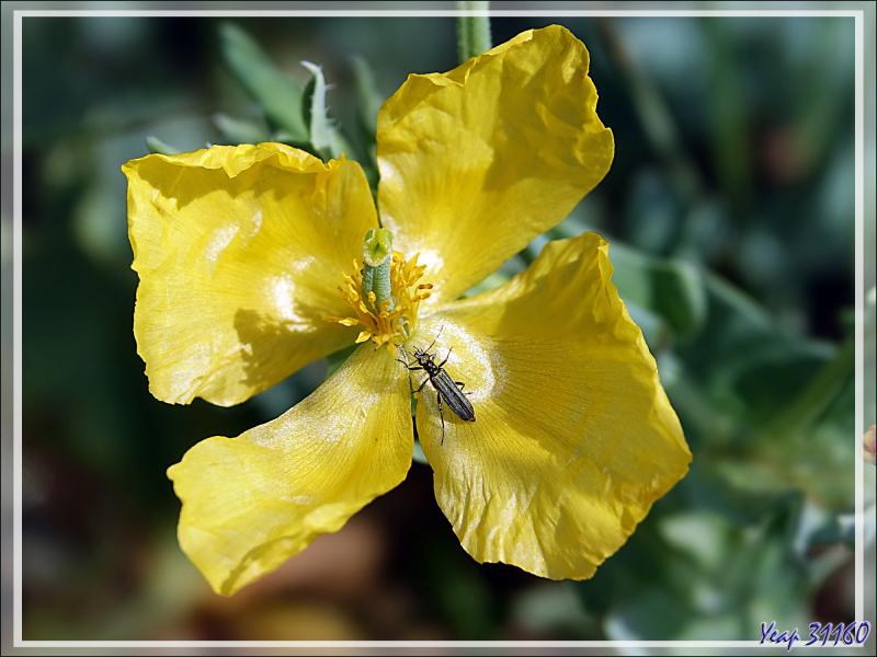 Glaucienne jaune ou pavot cornu (Glaucium flavum) - Loix-en-Ré - Ile de Ré - 17