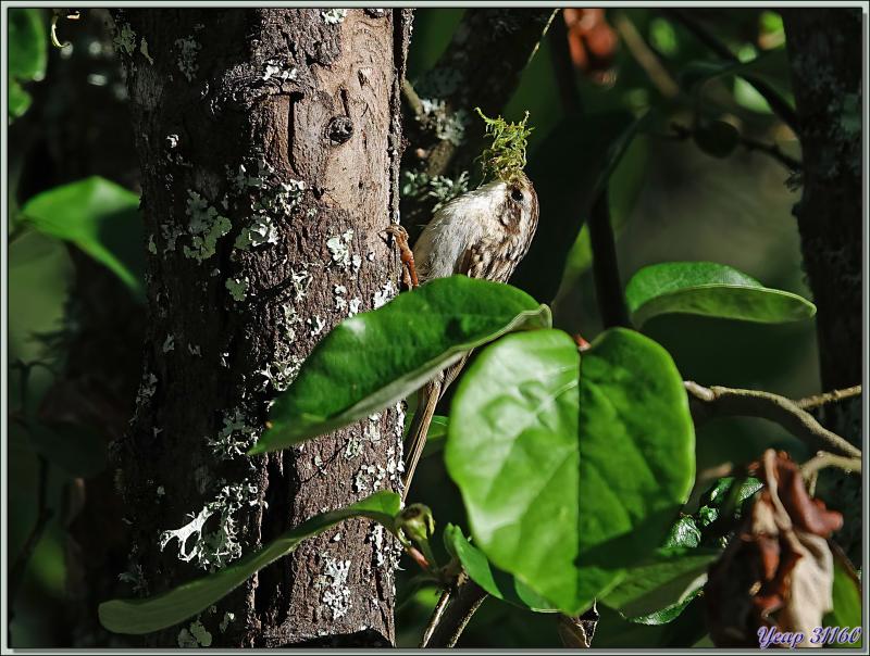 Grimpereau des jardins, Short-toed Treecreepe (Certhia brachydactyla) - Lartigau - Milhas - 31