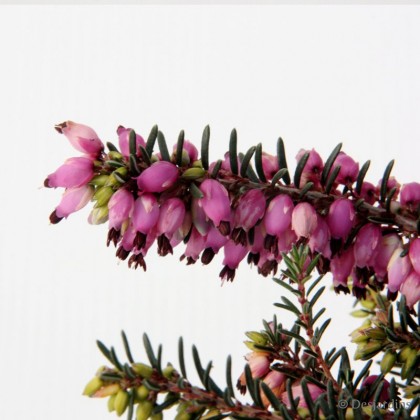 Vertus médicinales des plantes sauvages : Bruyère