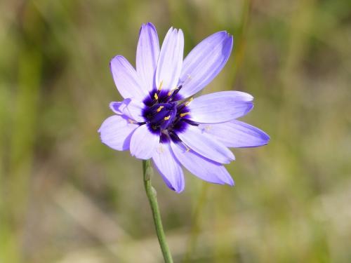 Col de l'Aup (Dévoluy)