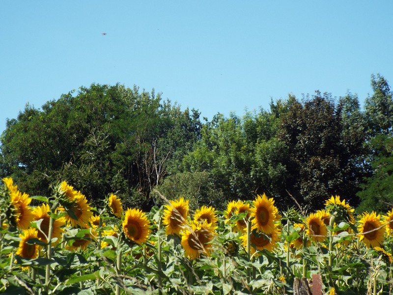 tournesol