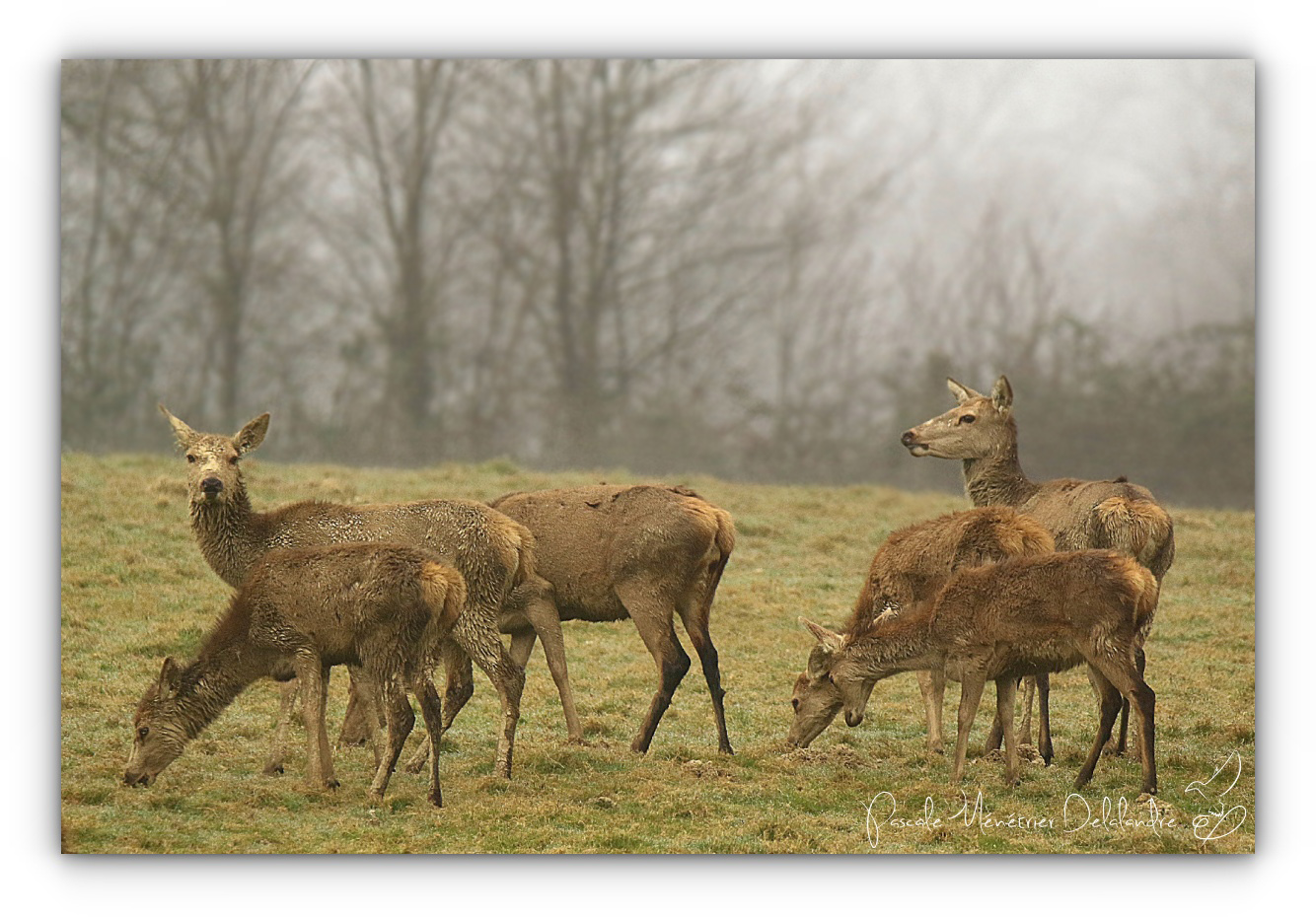 Beauté sereine dans un léger brouillard