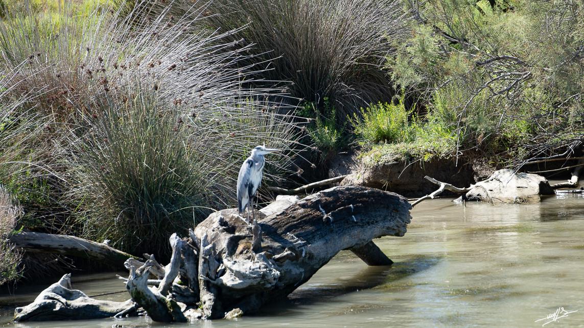 OC 2021 : Saintes Maries de la Mer : loin de la foule. (2)