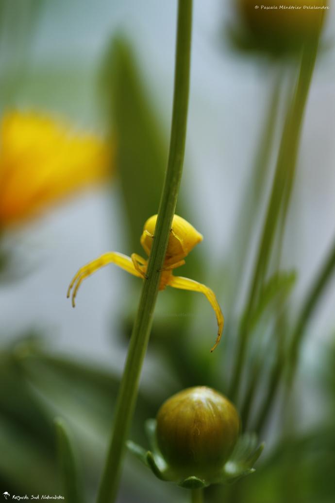 Thomisus onustus  - Thomise enflée