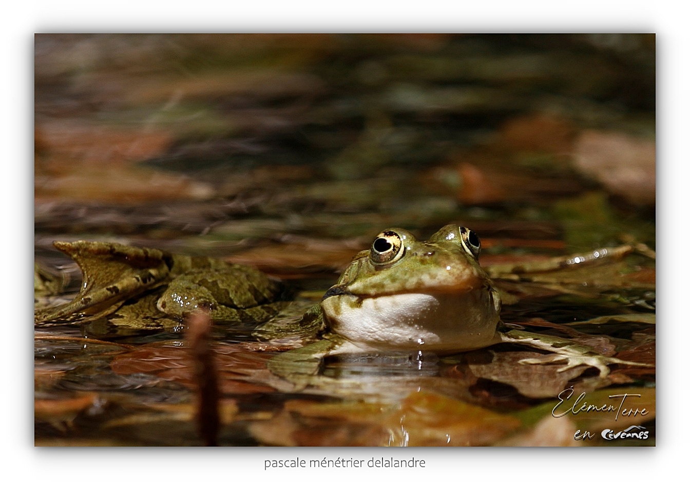 Grenouilles rieuses