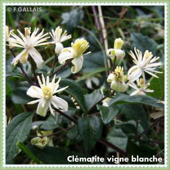 Clématite vigne blanche-Clematis vitalba
