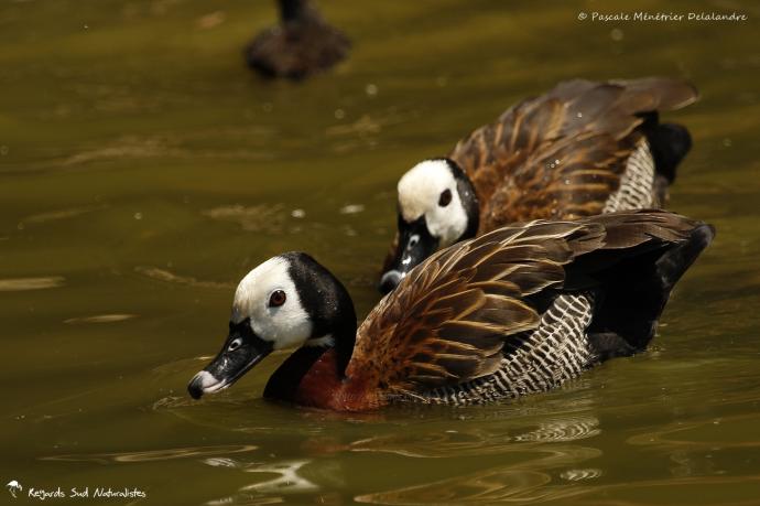 Dendrocygne veuf