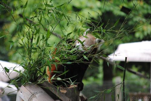 (23) Le Panda Roux.
