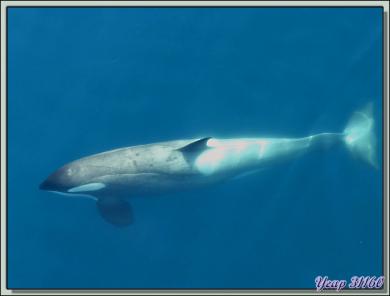Paradise Bay: rencontre avec des orques épaulards (Killer Whale) - Péninsule Antarctique