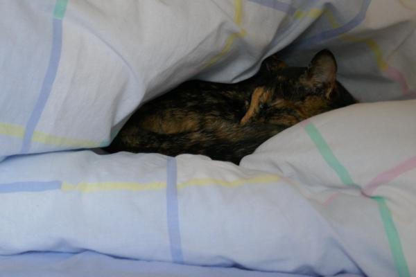 Notre chatte de tempête