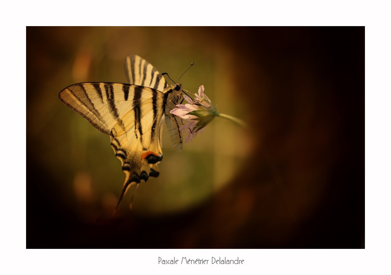 Jeux d'ombre et de lumière sur les Lépidoptères.