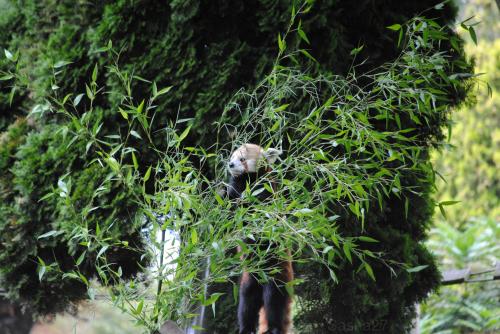 (3) Le Panda Roux.