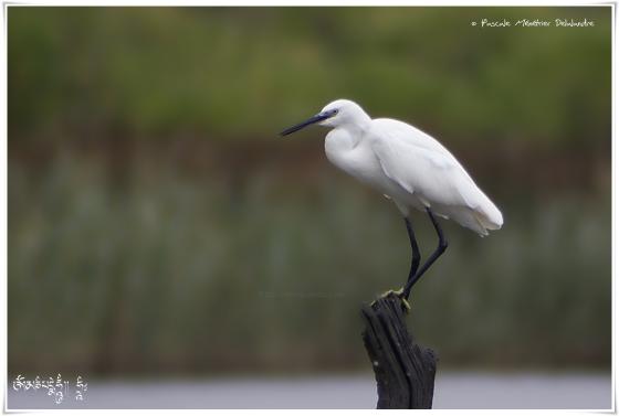 Aigrette garzette - Egretta garzetta - Little Egret