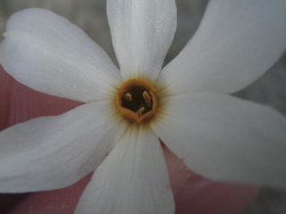 La page de Véronique P