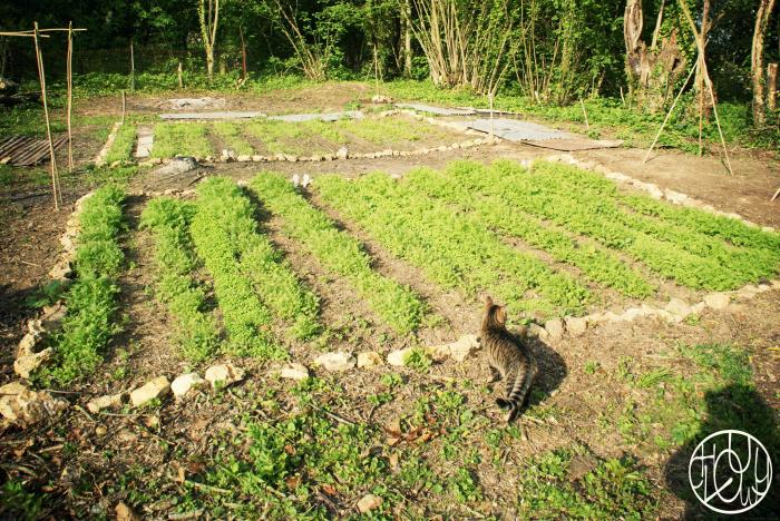 Le potager du Terrier - fin du printemps 2016
