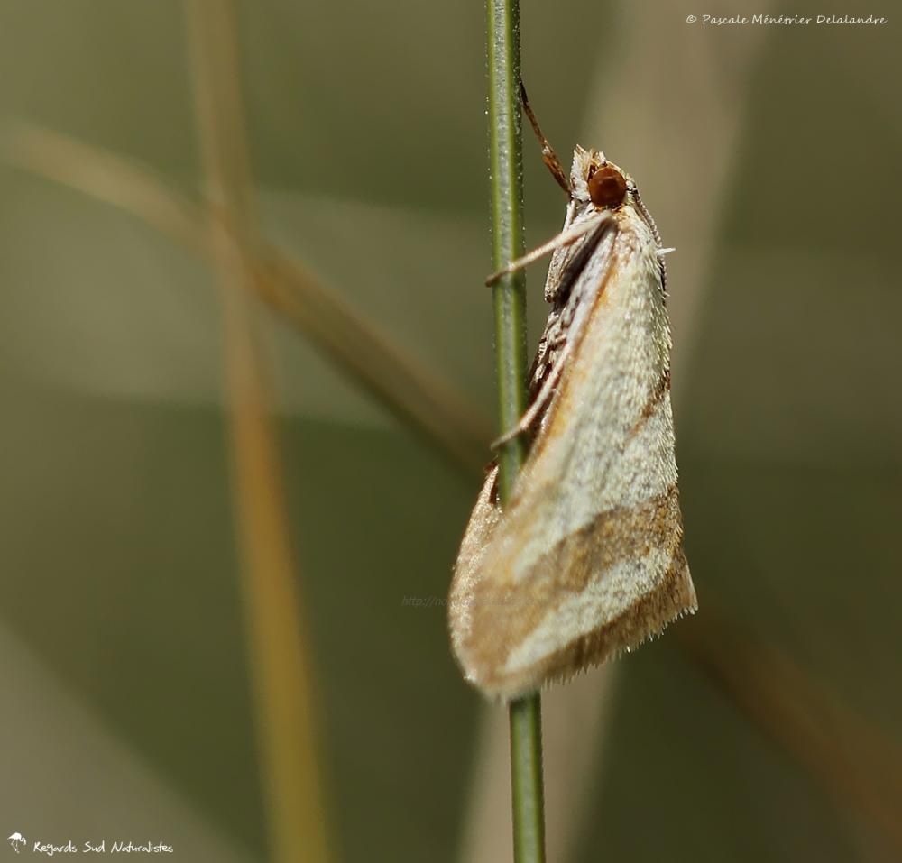 Phalène ♀ - Geometrides