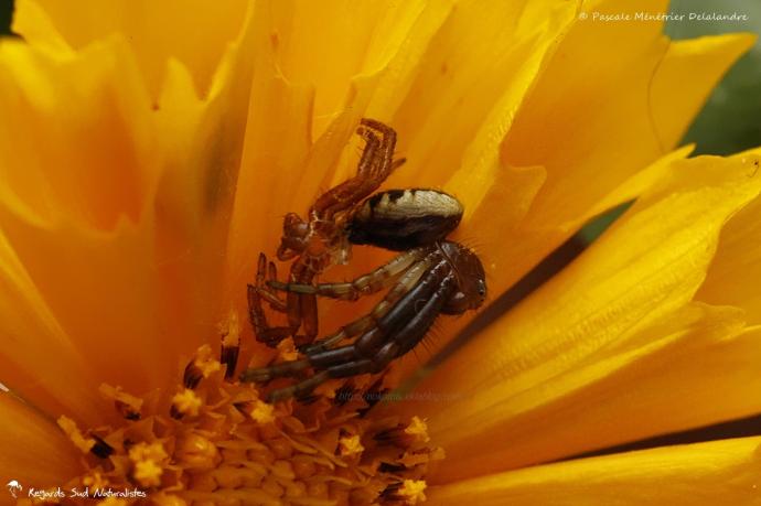Synema globosum