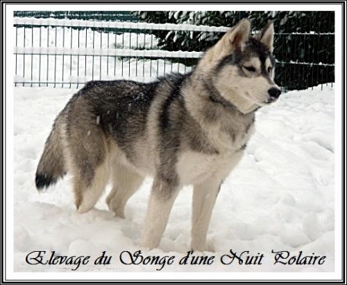 Houka (7 mois)