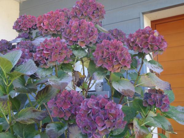 Hortensias