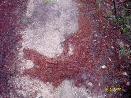 La page d'Annie Claire 