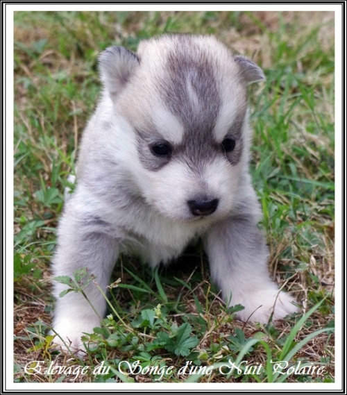 Chiot Husky Femelle 3 (19j)