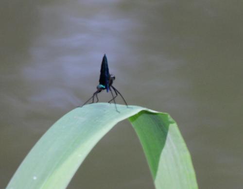 en balade au bord de l'Essonne
