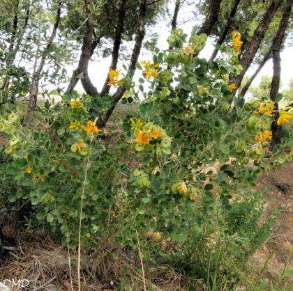 Medicago arborea  -  luzerne arborescente