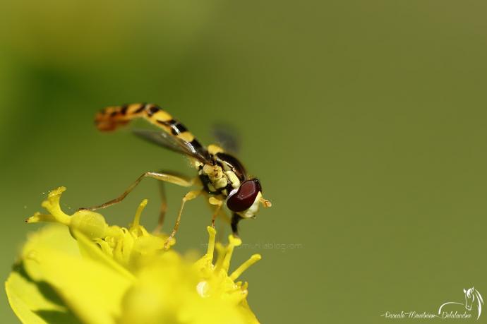 Syrphe porte-plume ♂ (Sphaerophoria scripta)
