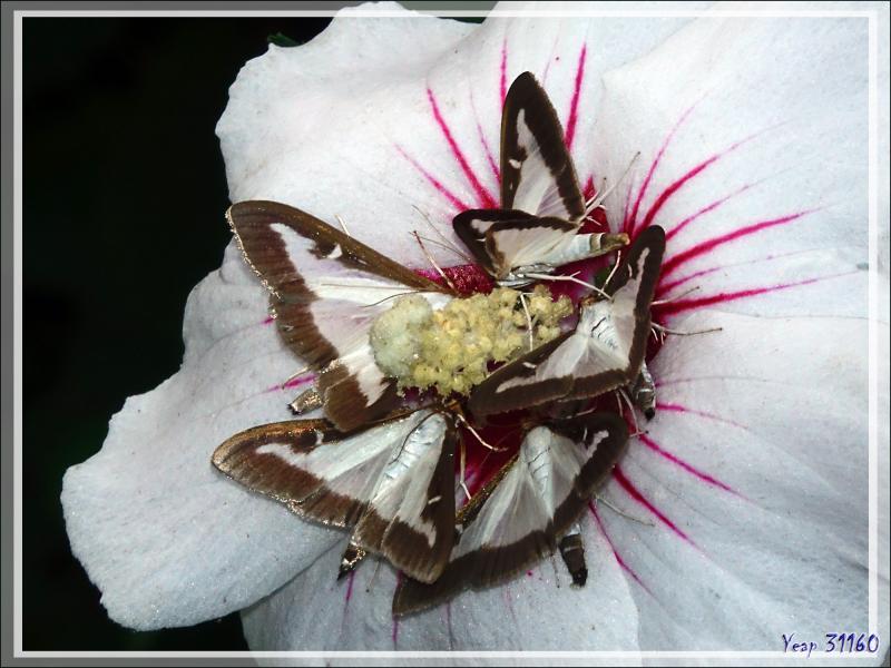 Une invasion par le papillon Pyrale du buis (Cydalima perspectalis) suite ... - Lartigau - Milhas - 31