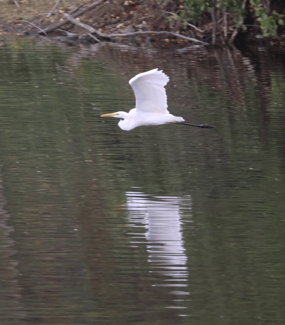 Quelques paires de "gif"