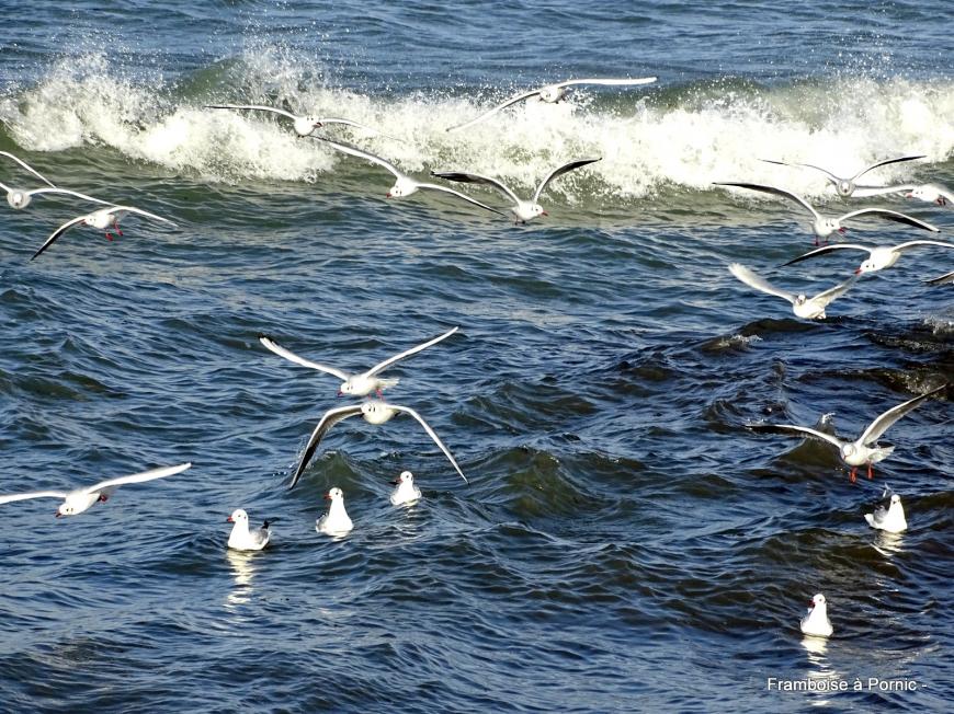 Oiseaux du littoral de la côte de Jade - 2019