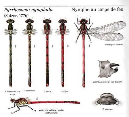 Rouges, mais différentes...