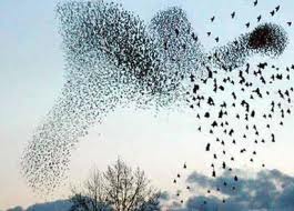 L'Hystérie - Est-elle contagieuse ?