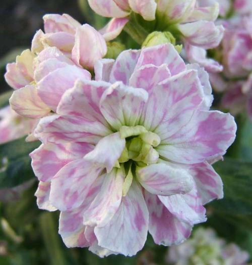 Fleurs sauvages et cultivées : Giroflée