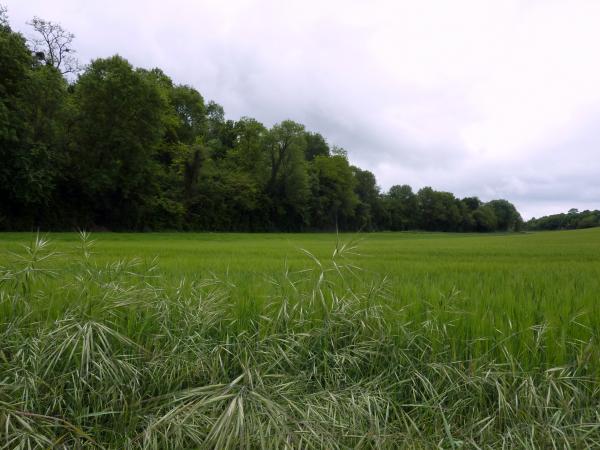 Randonnée entre Mareil-sur-Mauldre et Neauphle-le-Château