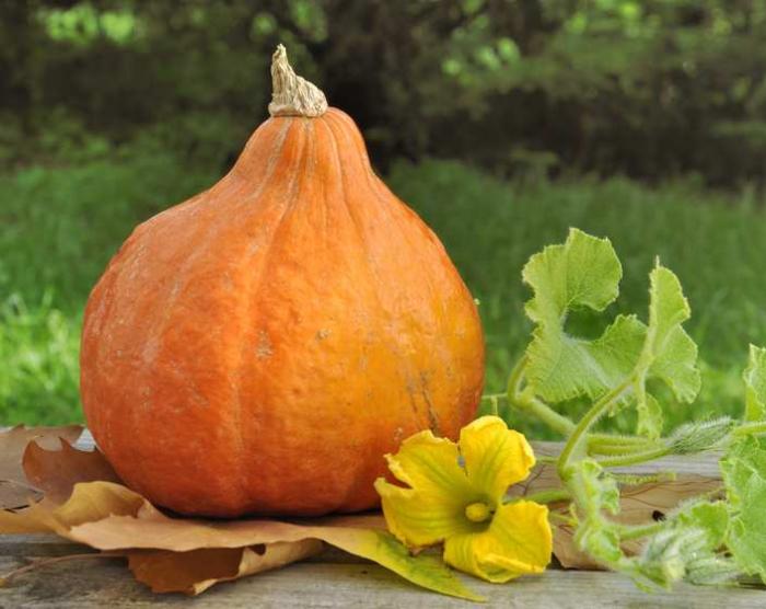 Légumes du mois de Septembre
