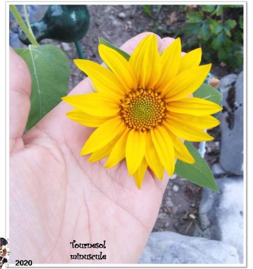 Tournesol "Lilliputien"