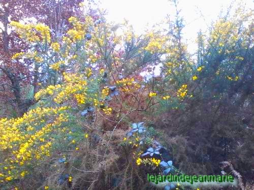 les genêts / Genista / dans la forêt ils sont en pleines fleurs