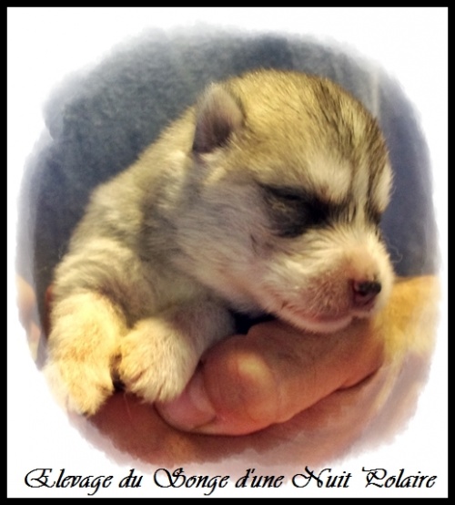 Chiot Husky Femelle 1 (8j)