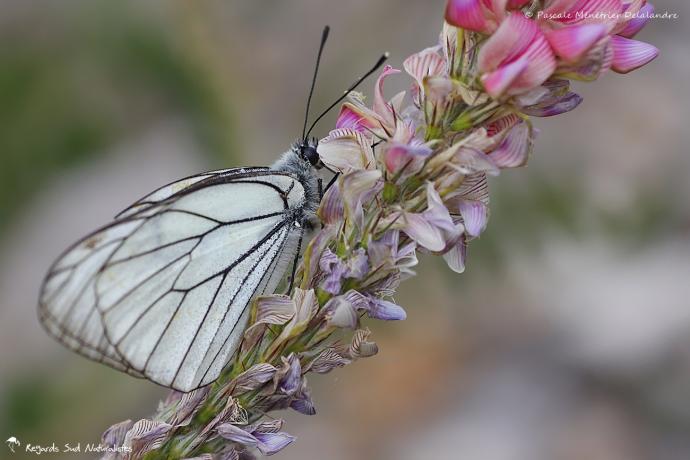 Le Gazé - Aporia crataegi  L. - Pieridae