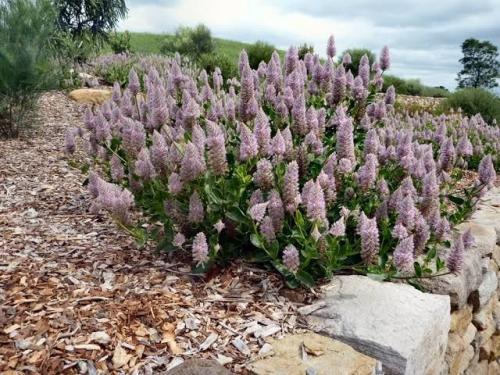 Fleurs cultivées : Ptilotus