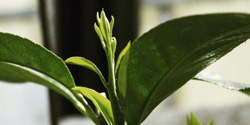 Arbre fruitier  ; Citronnier