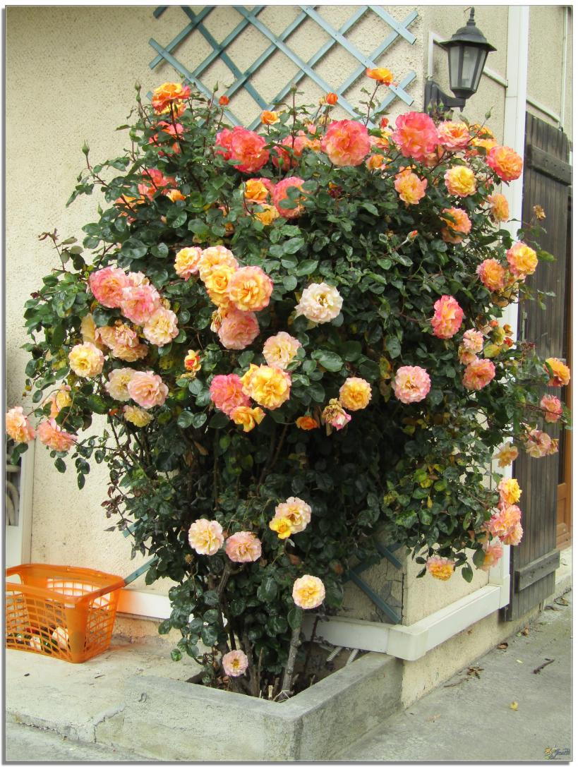 REVENONS AU JARDIN 